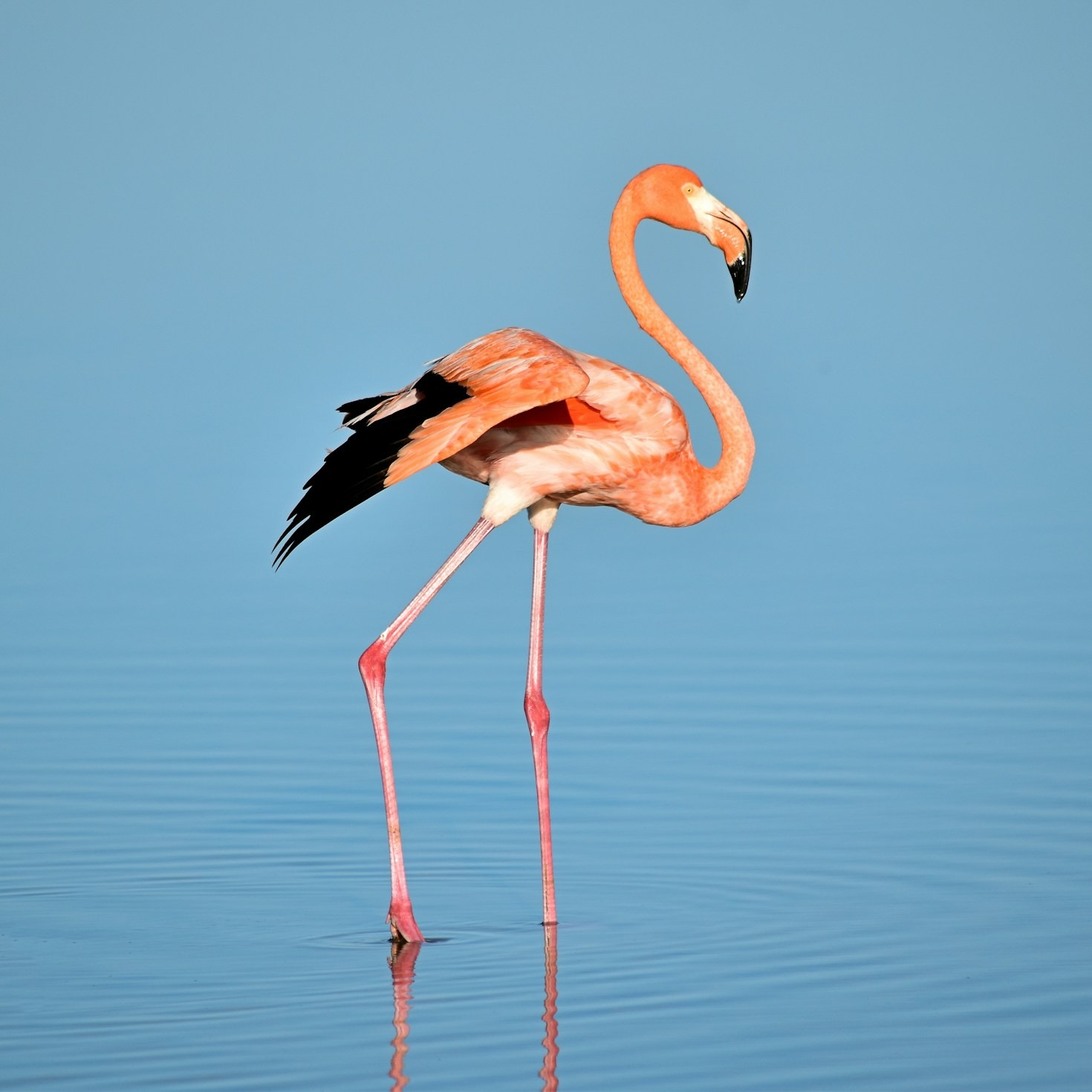 Amazon’s Living Wonders: 7 Amazing Animal Stories That Show Why the Rainforest Is Full of Surprises (Part 2)